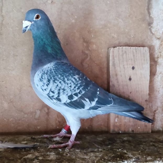 Mascul 22-416 - Stropit