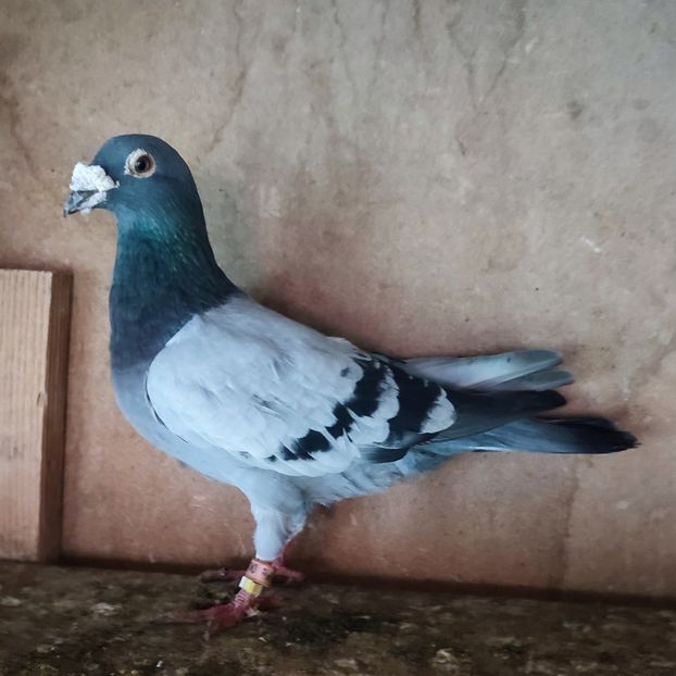 Mascul 13-816 - Porumbei vanduti