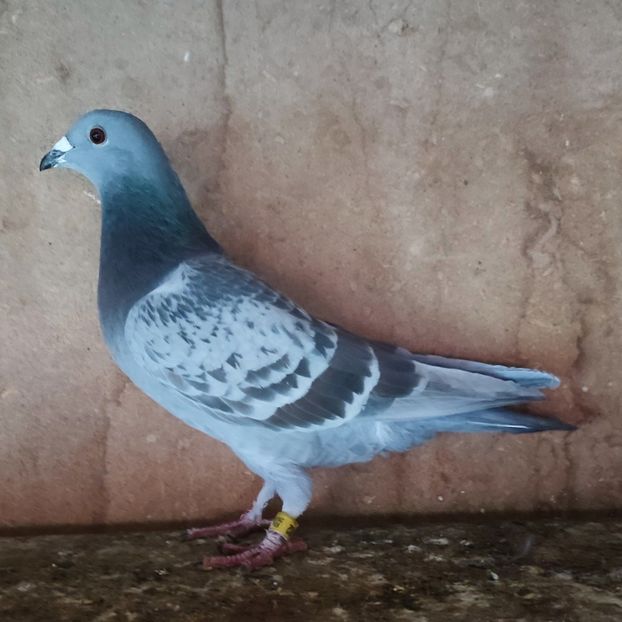 Femela 24-105 - Porumbei vanduti