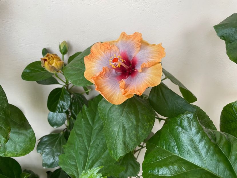  - 001 - Hibiscusi 2024 - 2