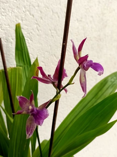 Img.2024.10.13 - 6-Orchideele mele