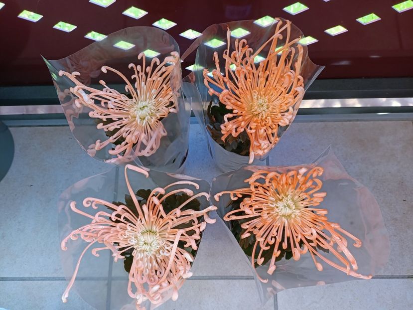 Img.2024.10.28 - X-Crizantemele mele