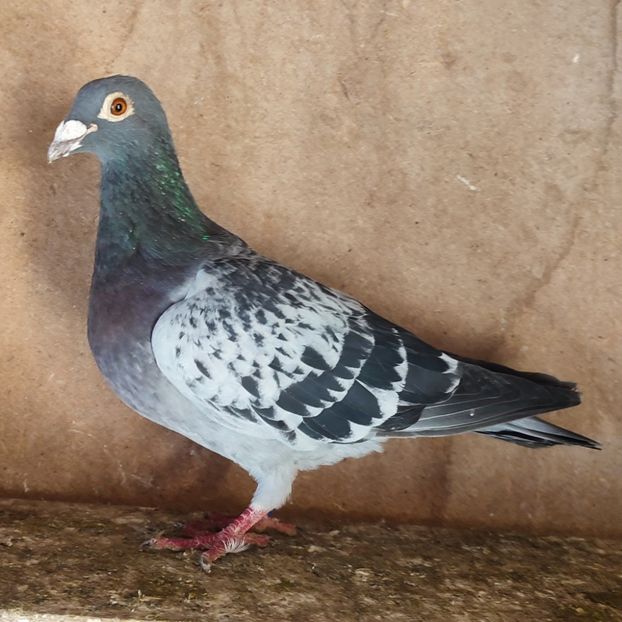 Femela 19-088 - Stropit