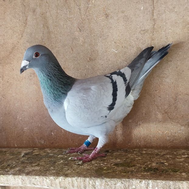 Femela 21-034 - Porumbei vanduti