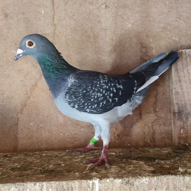 Mascul 23-412 - Porumbei vanduti