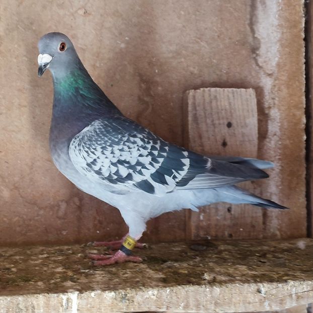 Femela 24-190 - Stropit