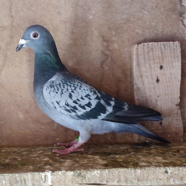 Femela 23-782 - Porumbei vanduti