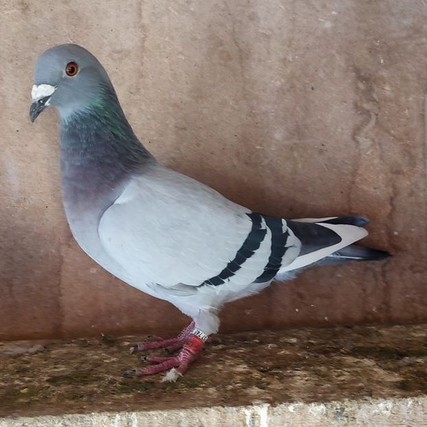 Femela 22-833 - Porumbei vanduti