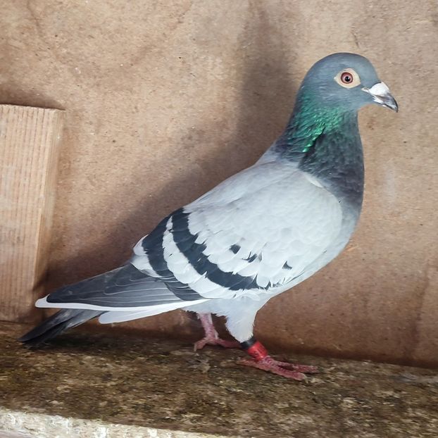 Femela 22-445 - Vânat list