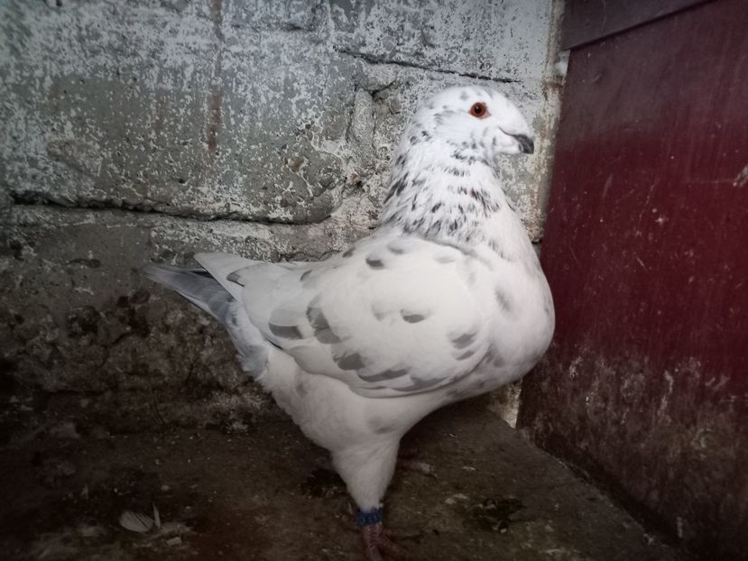 Mascul 2024 - AMERICAN GIANT HOMER MASCULI MATCĂ