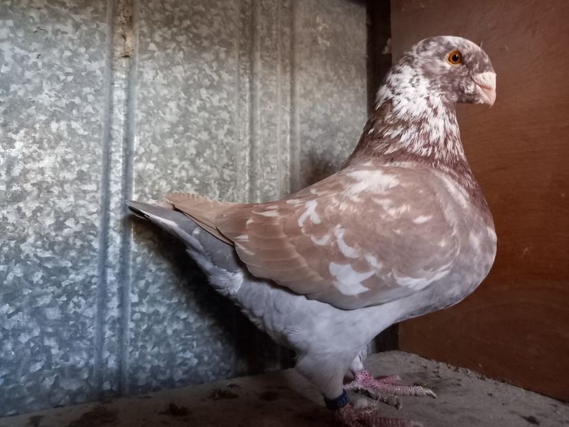 Mascul 2024 - AMERICAN GIANT HOMER MASCULI MATCĂ