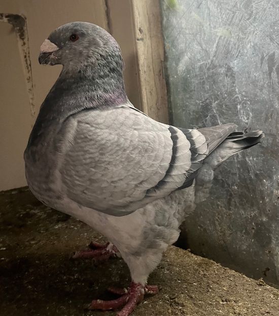 1-0 2023 - 2025- Matca Masculi