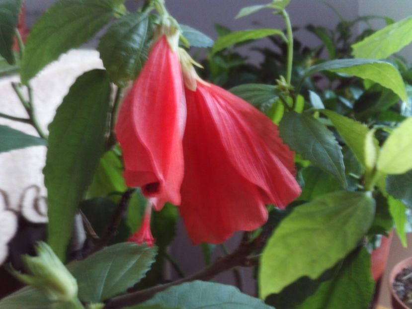 De la tine,Olguta...multumiri si toate urarile de bine,cu drag! - 2024