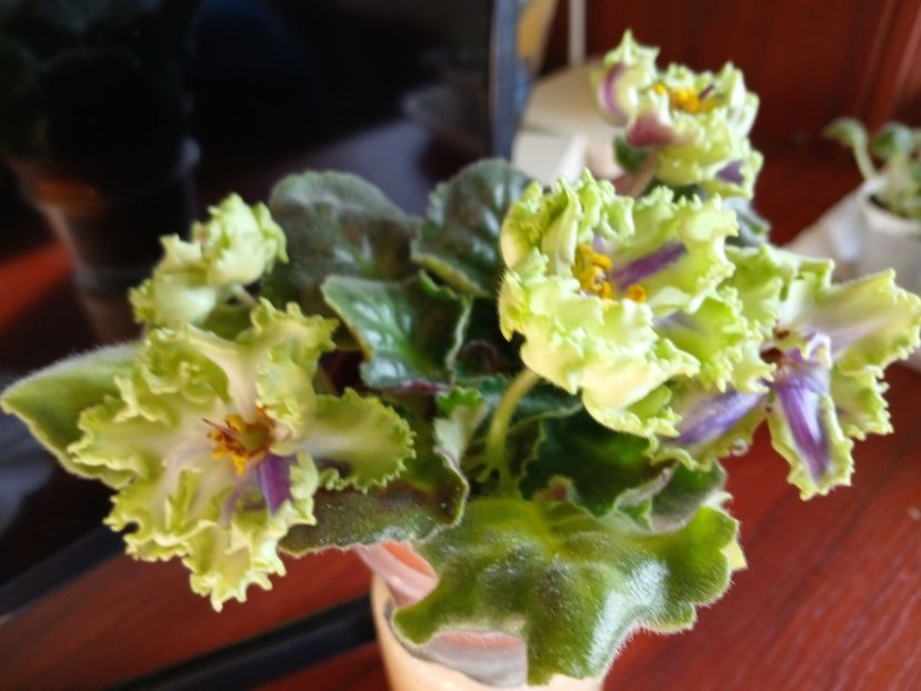  - AV Polet Vaiikirii