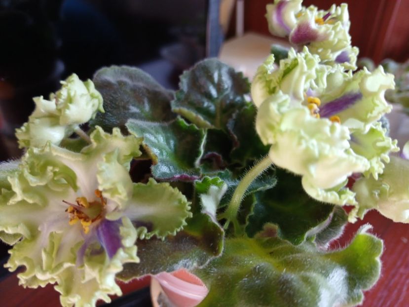  - AV Polet Vaiikirii