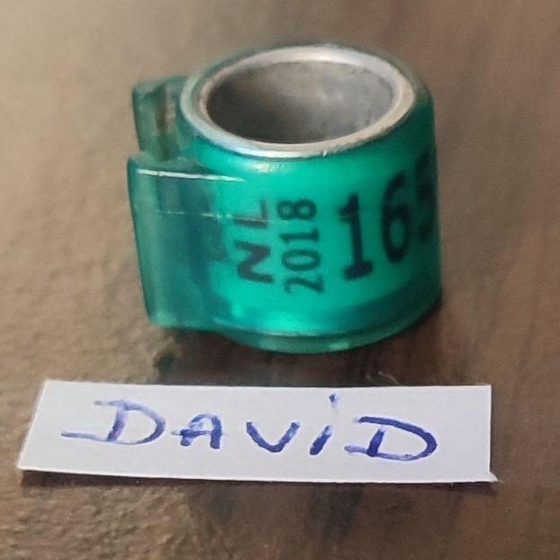 2018- Olanda - Olanda