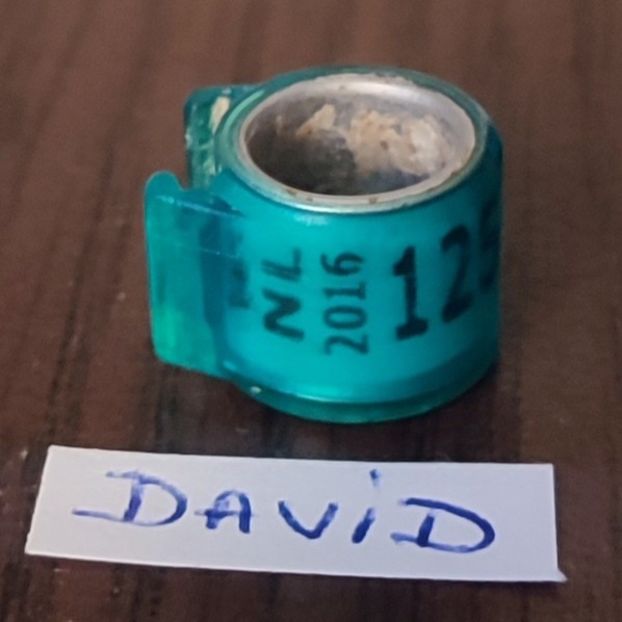 2016- Olanda - Olanda