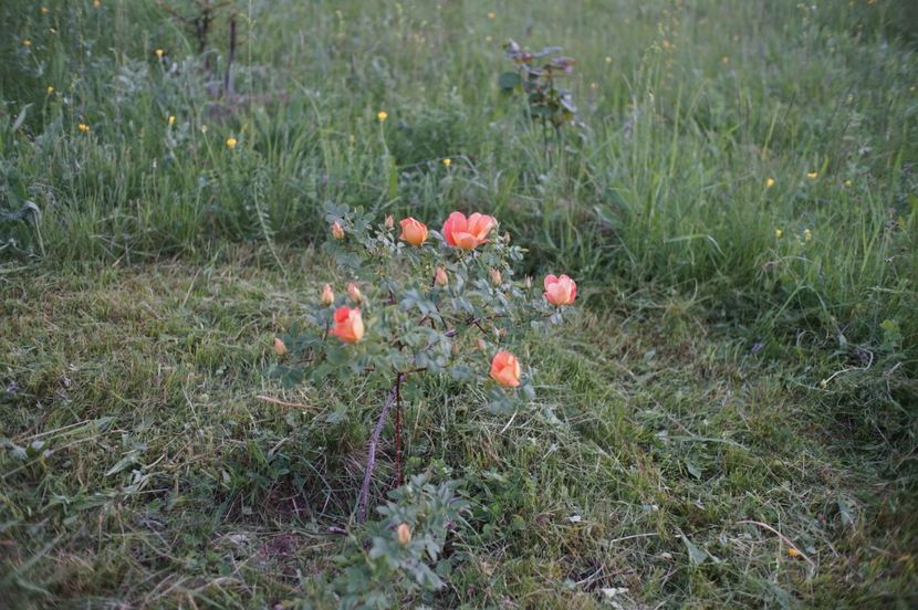  - Rosa foetida bicolor