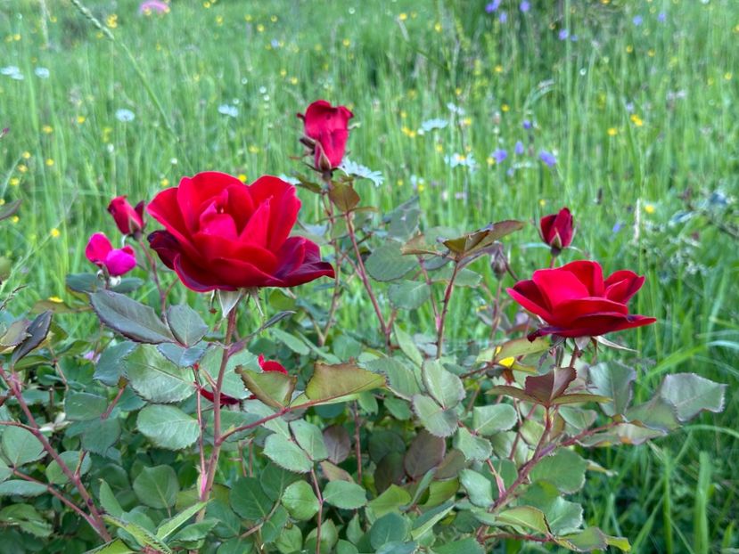 WhatsApp Image 2024-05-15 at 18.36.20 (1) - Zeelandia