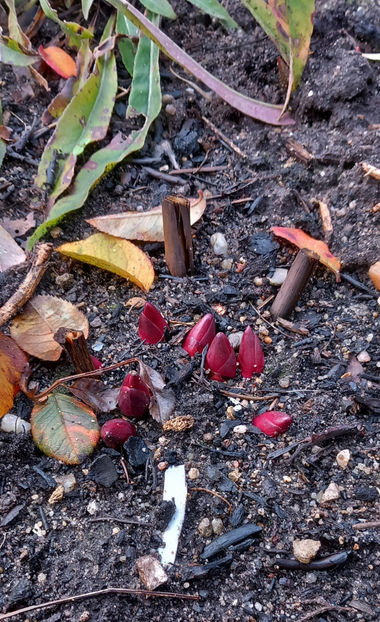  - 2024 - 04 - 2025 - 00 - Iarna