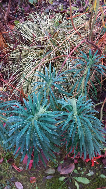  - 2024 - 04 - 2025 - 00 - Iarna