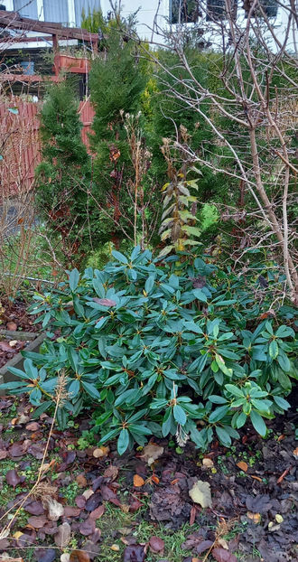  - 2024 - 04 - 2025 - 00 - Iarna