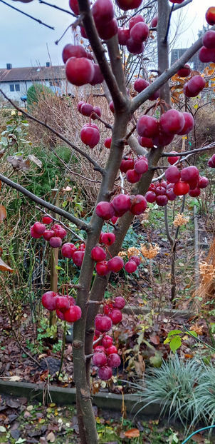  - 2024 - 04 - 2025 - 00 - Iarna