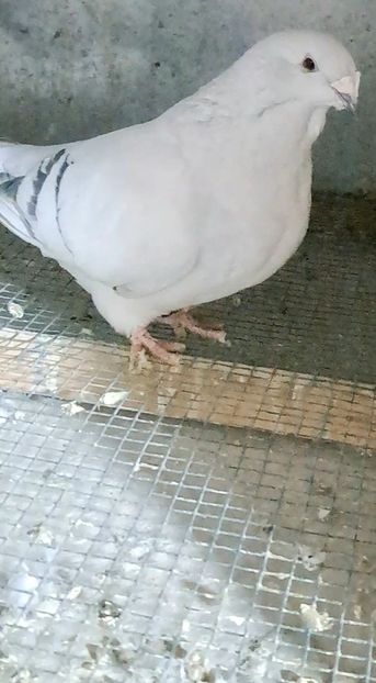 Screenshot_20241208_151842_Gallery - VOIAJOR ROMANESC DE FRUMUSETE FEMELE