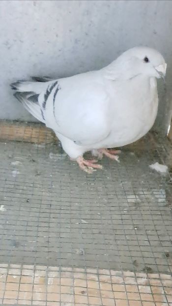 Screenshot_20241208_150107_Gallery - VOIAJOR ROMANESC DE FRUMUSETE FEMELE