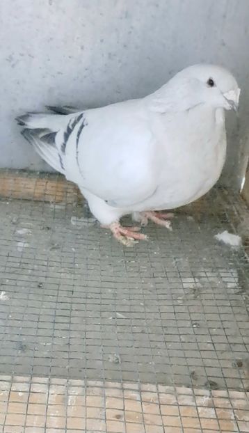 Screenshot_20241208_151558_Gallery - VOIAJOR ROMANESC DE FRUMUSETE FEMELE