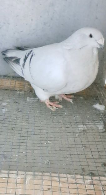 Screenshot_20241208_150053_Gallery - VOIAJOR ROMANESC DE FRUMUSETE FEMELE