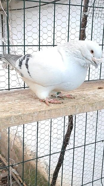 Screenshot_20241210_160308_Gallery - VOIAJOR ROMANESC DE FRUMUSETE MASCULI