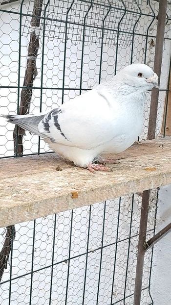 Screenshot_20241210_160034_Gallery - VOIAJOR ROMANESC DE FRUMUSETE MASCULI