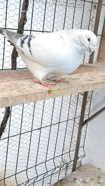 Screenshot_20241210_160001_Gallery - VOIAJOR ROMANESC DE FRUMUSETE MASCULI