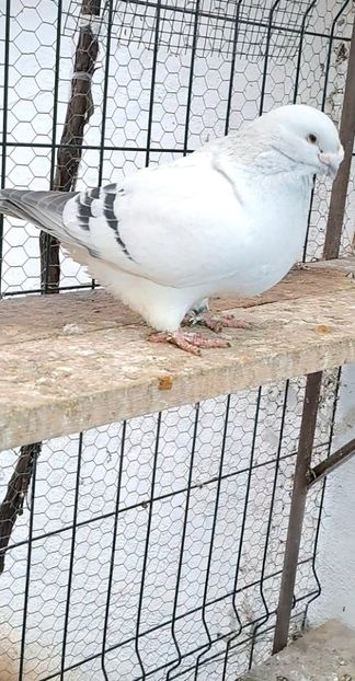 Screenshot_20241210_155910_Gallery - VOIAJOR ROMANESC DE FRUMUSETE MASCULI