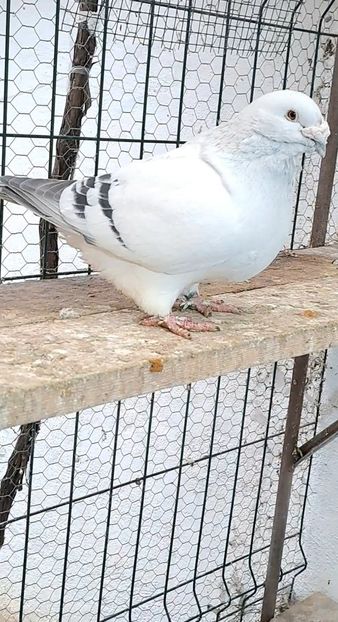 Screenshot_20241210_155824_Gallery - VOIAJOR ROMANESC DE FRUMUSETE MASCULI