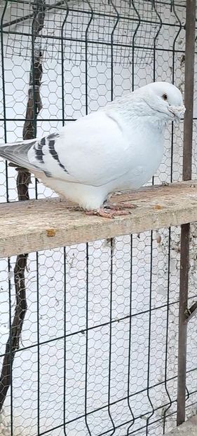 Screenshot_20241210_155744_Gallery - VOIAJOR ROMANESC DE FRUMUSETE MASCULI