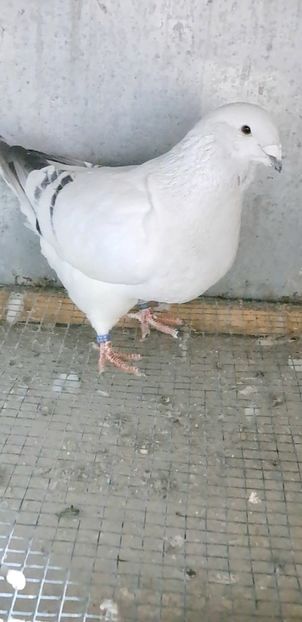 Screenshot_20241206_170833_Gallery - VOIAJOR ROMANESC DE FRUMUSETE MASCULI