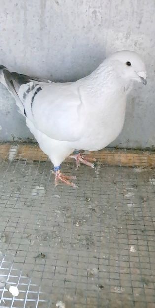 Screenshot_20241206_170807_Gallery - VOIAJOR ROMANESC DE FRUMUSETE MASCULI