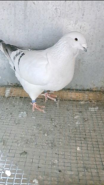 Screenshot_20241206_161043_Gallery - VOIAJOR ROMANESC DE FRUMUSETE MASCULI