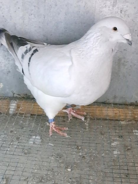 Screenshot_20241206_160950_Gallery - VOIAJOR ROMANESC DE FRUMUSETE MASCULI