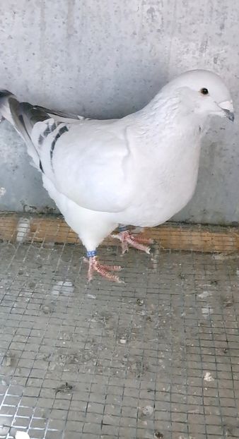 Screenshot_20241206_160936_Gallery - VOIAJOR ROMANESC DE FRUMUSETE MASCULI