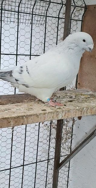 Screenshot_20241206_160721_Gallery - VOIAJOR ROMANESC DE FRUMUSETE MASCULI