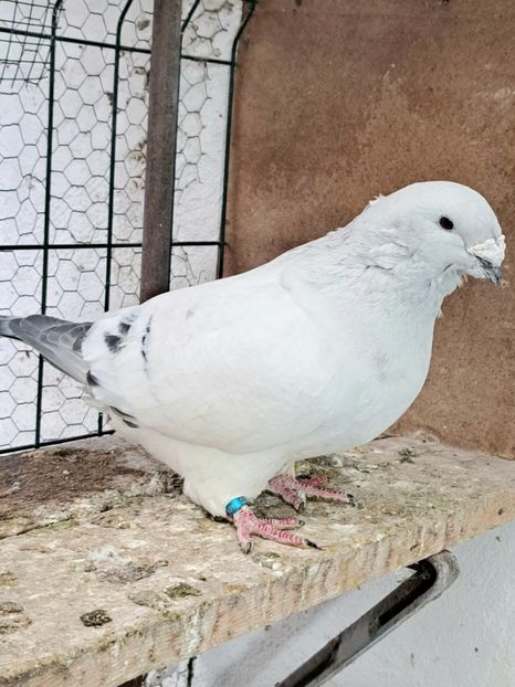  - VOIAJOR ROMANESC DE FRUMUSETE MASCULI