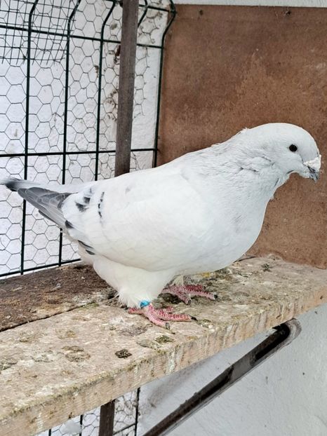 20241206_155439(0) - VOIAJOR ROMANESC DE FRUMUSETE MASCULI