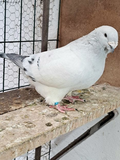  - VOIAJOR ROMANESC DE FRUMUSETE MASCULI