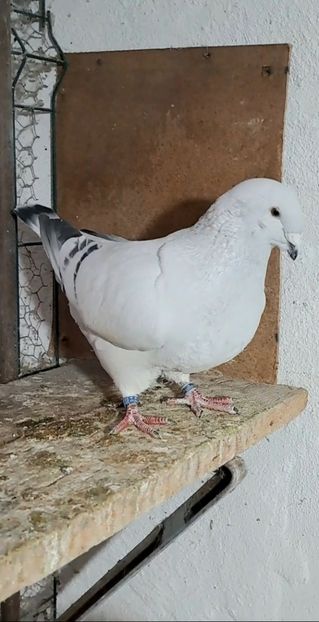 Screenshot_20241212_202039_Gallery - VOIAJOR ROMANESC DE FRUMUSETE MASCULI