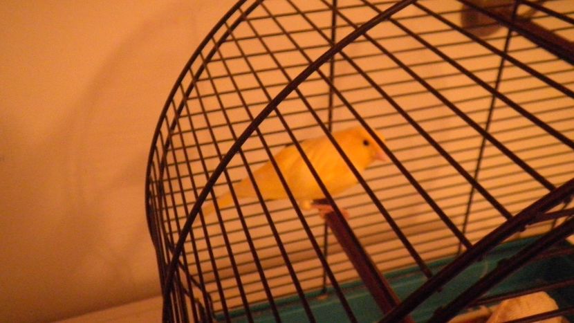 CARTUS - CANARUSUL CANTARET - CANARI MOZAIC