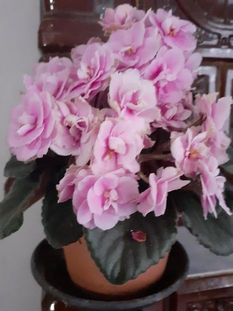  - 0 Violete de parma