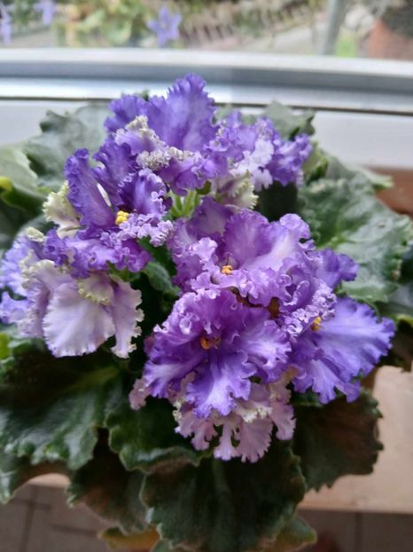  - 0 Violete de parma